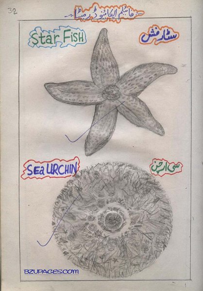 32 Star Fish and Sea Urchin.jpg